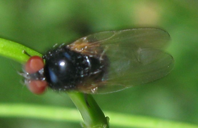 Piccoli ditteri: Lonchaea sp.