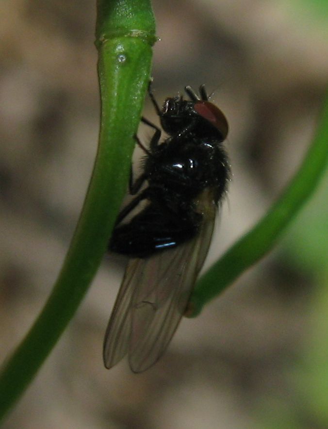 Piccoli ditteri: Lonchaea sp.