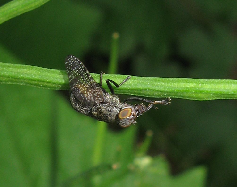 Platystoma sp ?