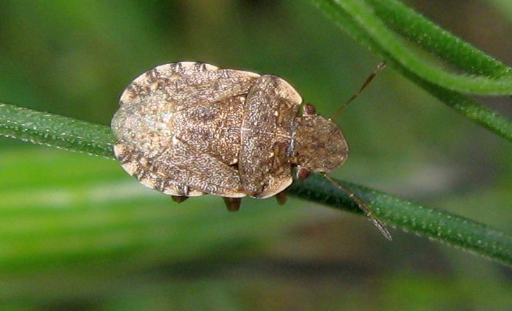 Sciocoris sideritidis ?