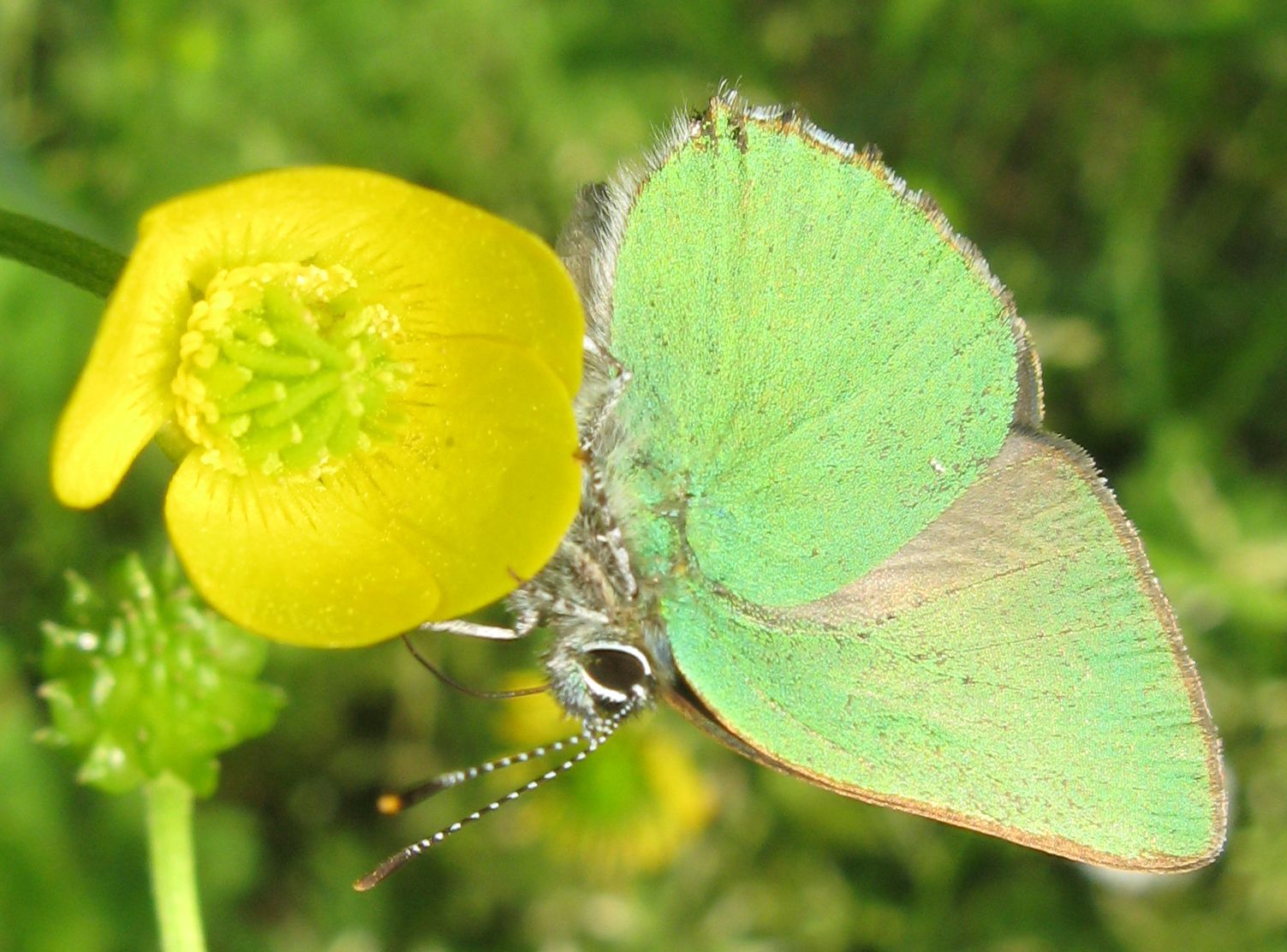 Callophrys rubi ? - Si