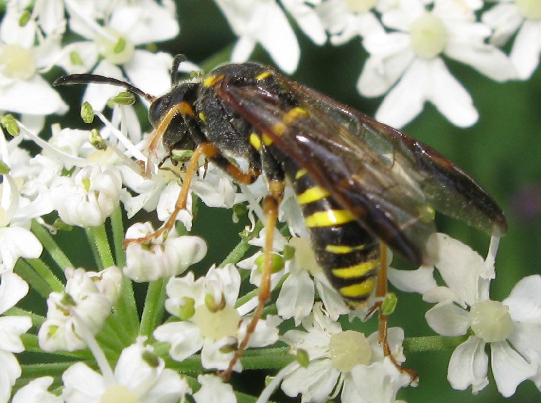 Tenthredo sp. da determinare