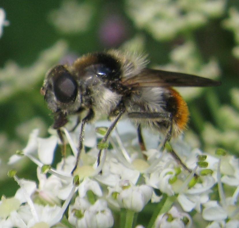 Cheilosia sp.? S, Cheilosia illustra (femmina)