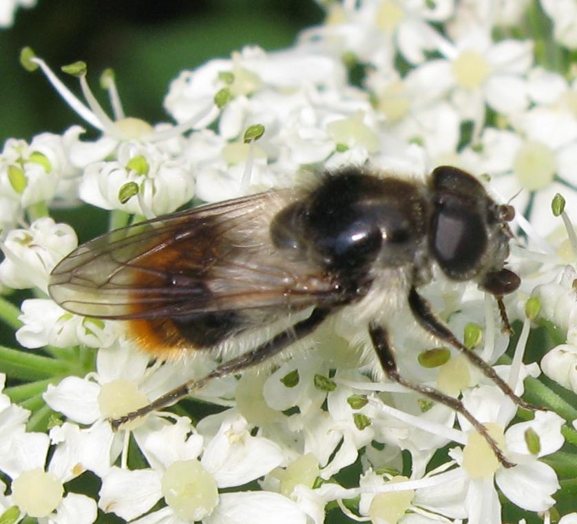 Cheilosia sp.? S, Cheilosia illustra (femmina)