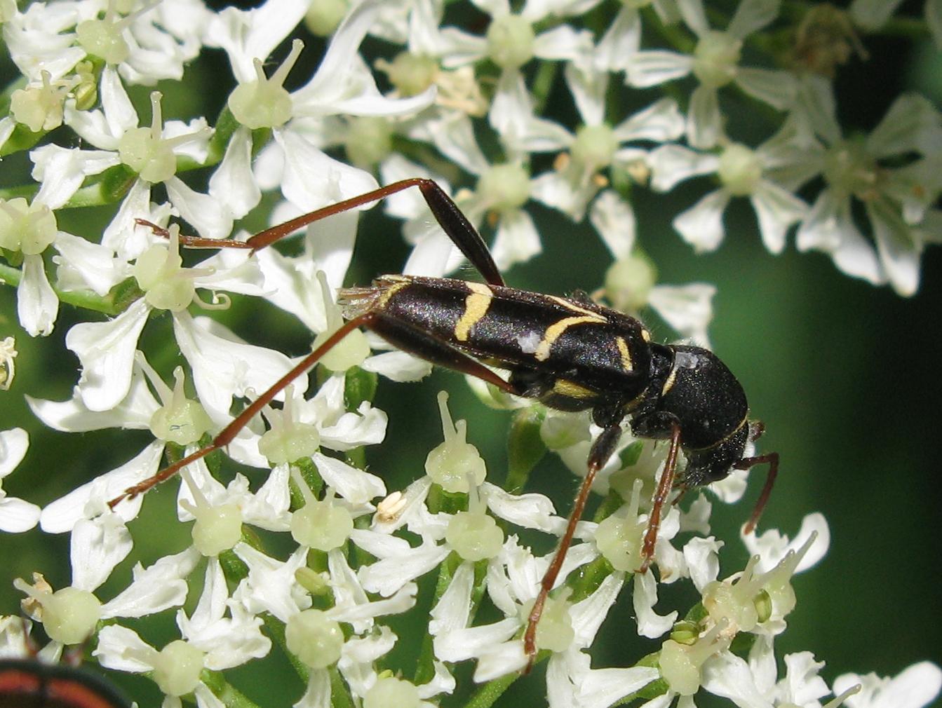 Clytus rhamni