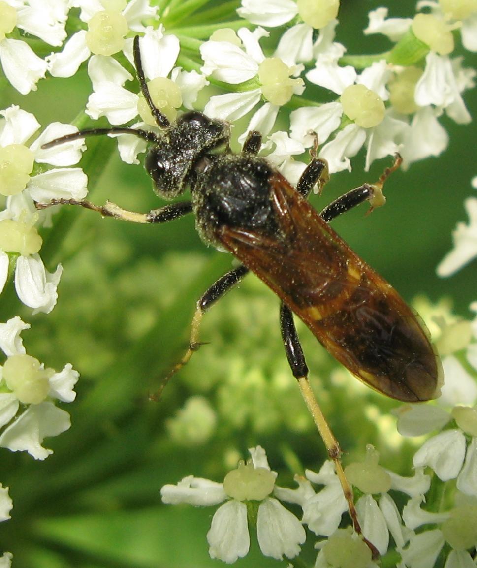 Tenthredo sp., (bifasciata rossii?)