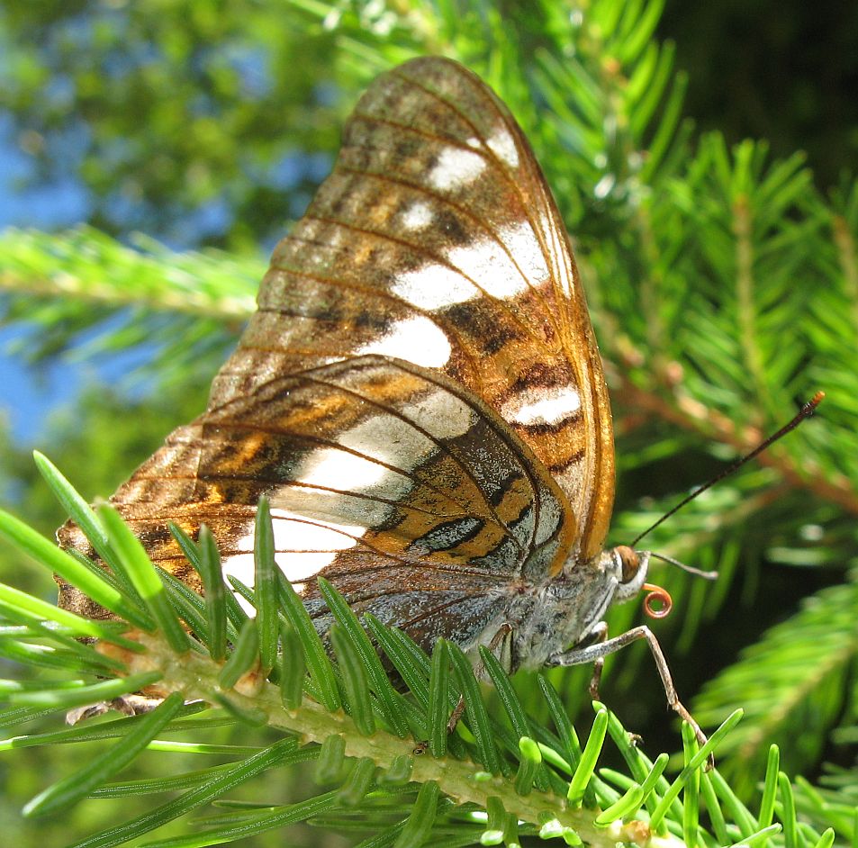 Limenitis populi?