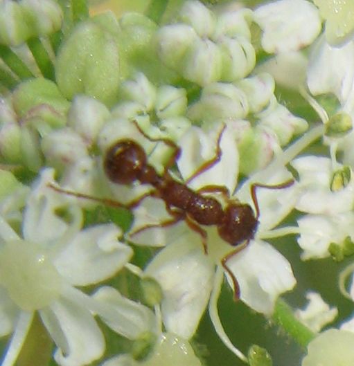 Formica su ombrellifera: Myrmica sp.