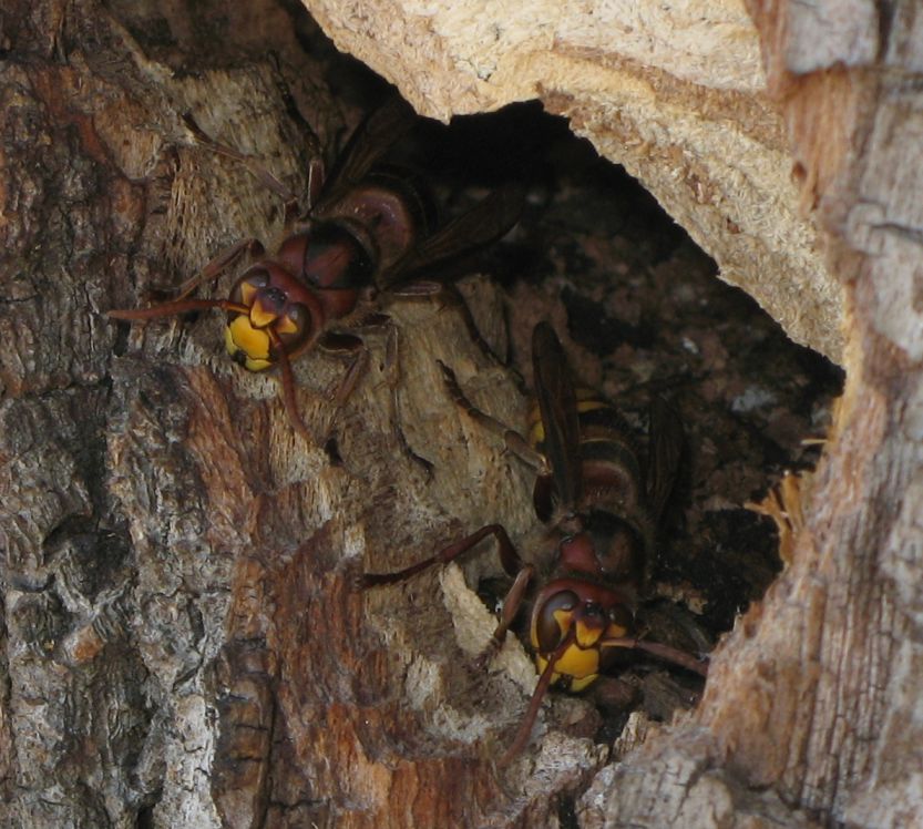 Vespa crabro?