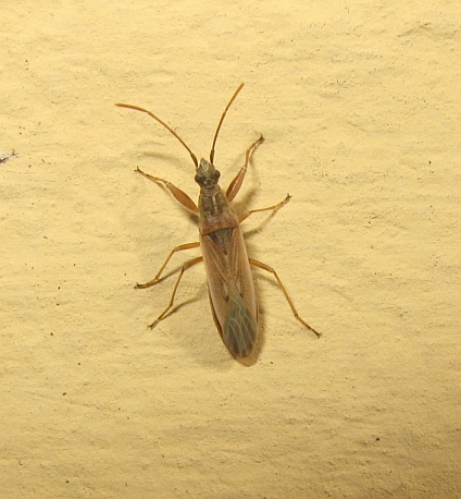 Lygaeidae: Paromius gracilis dell''Emilia (BO)