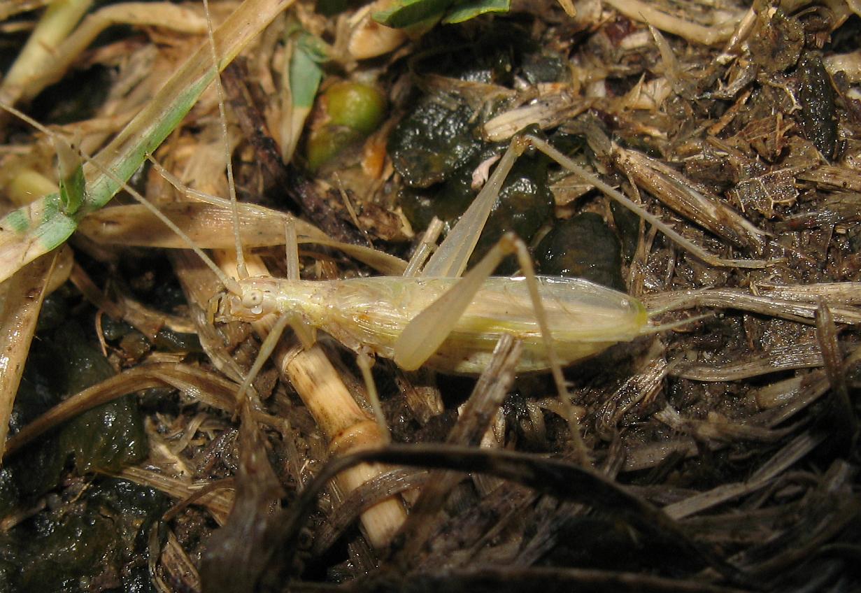 Oecanthidae? Oecanthus cfr pellucens, maschio