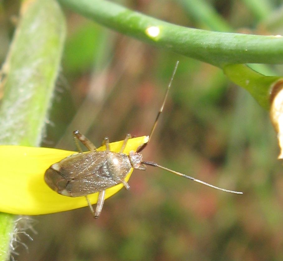 Miridae - Closterotomus biclavatus ?