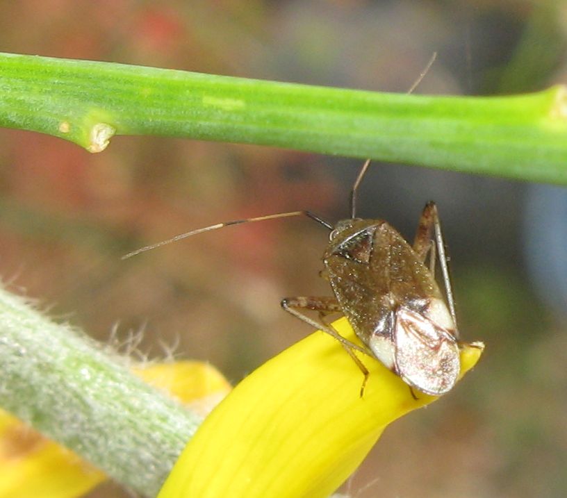 Miridae - Closterotomus biclavatus ?