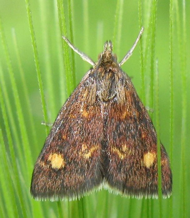 Crambidae - Pyrausta aurata