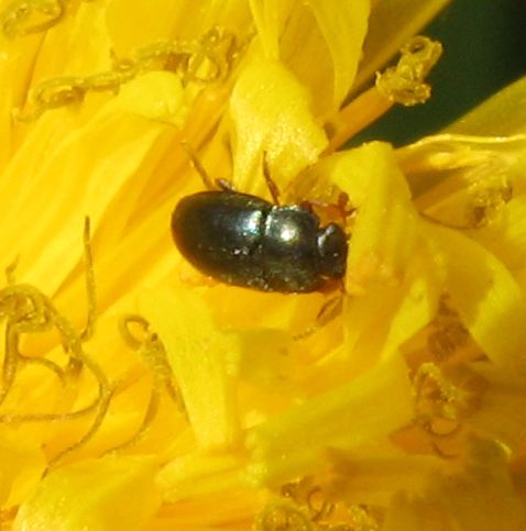 Piccolo coleottero: Meligethes cf aeneus, Nitidulidae