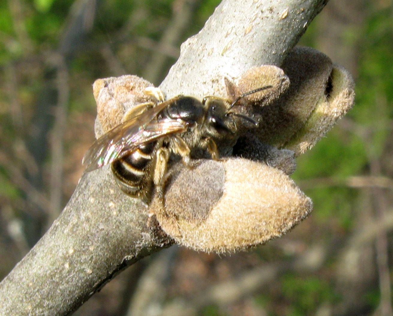 Andrena? No, Halictus sp.