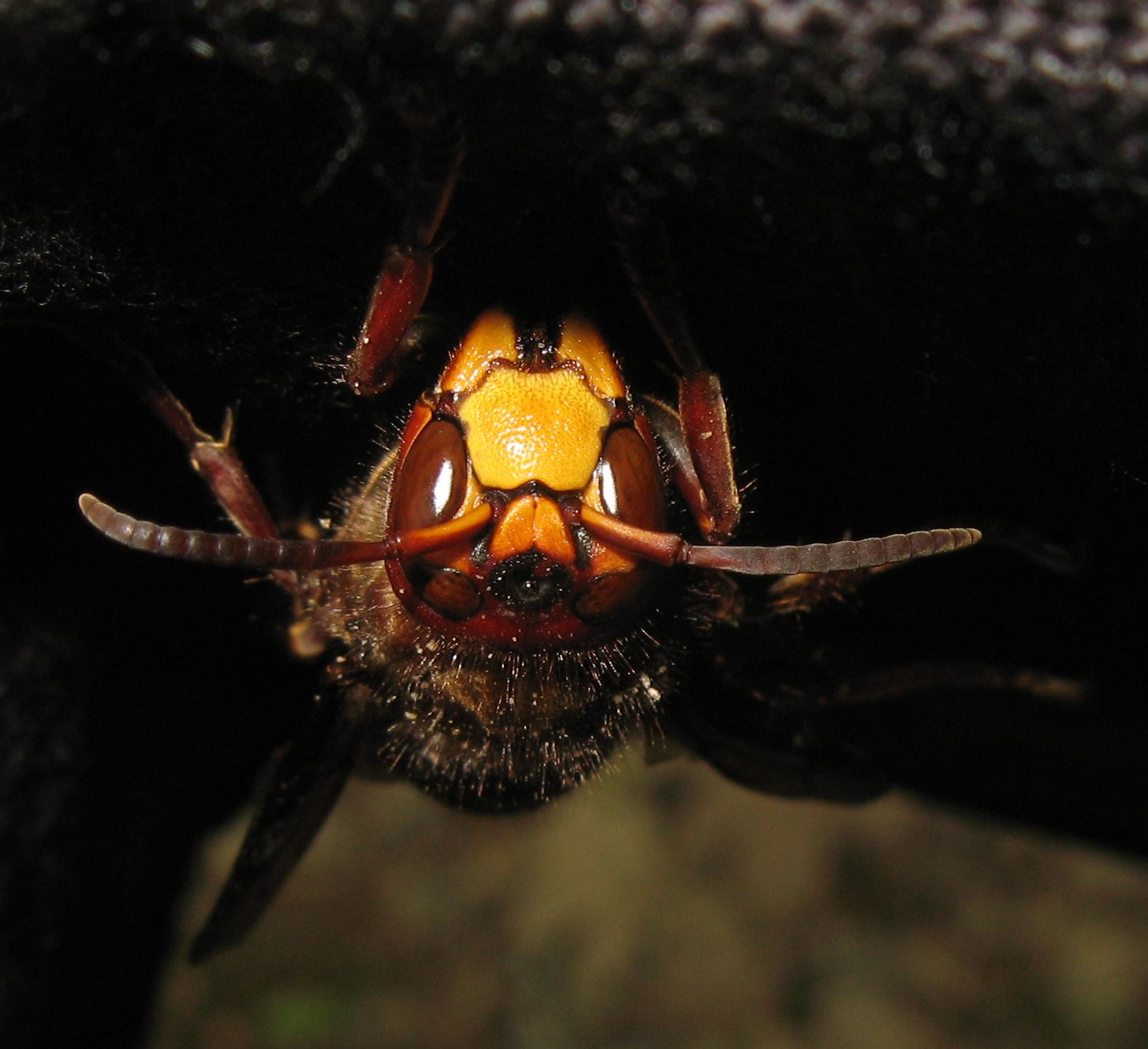 Vespa crabro?