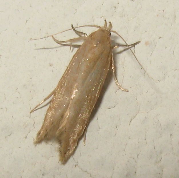 Crambidae? No, Gelechiidae