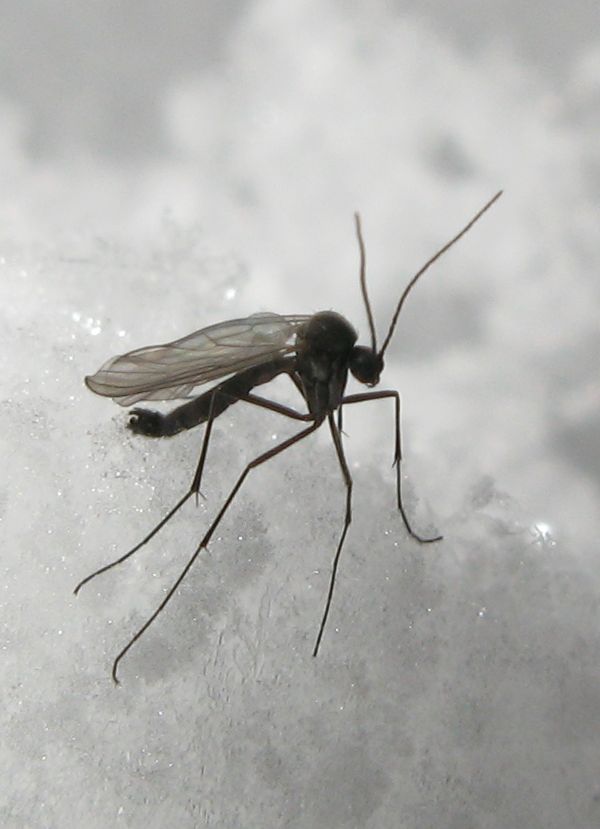 Trichoceridae?