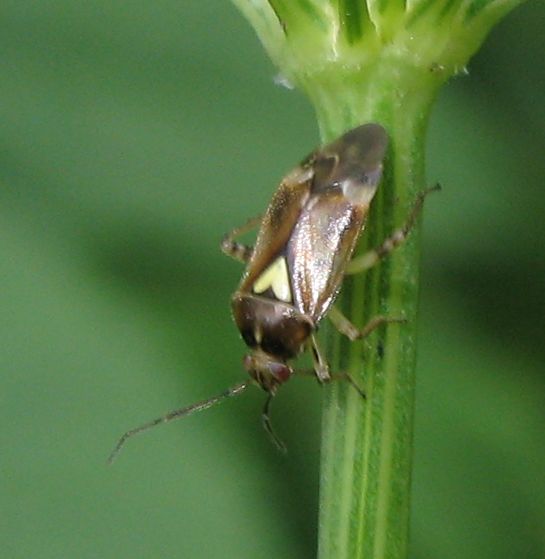 Lygus? No, Orthops cf. basalis