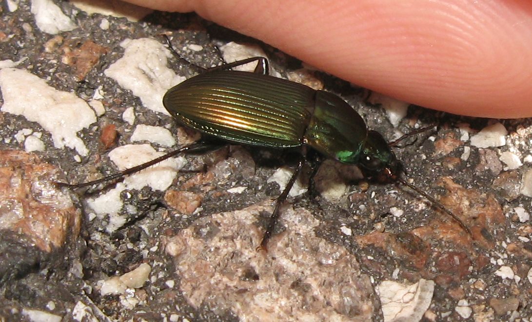 Carabidae verde: Poecilus lepidus ... oops, versicolor