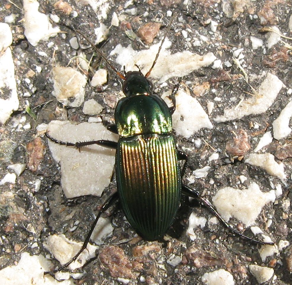 Carabidae verde: Poecilus lepidus ... oops, versicolor