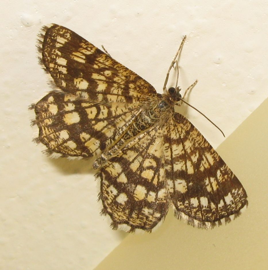 Chiasmia clathrata ?