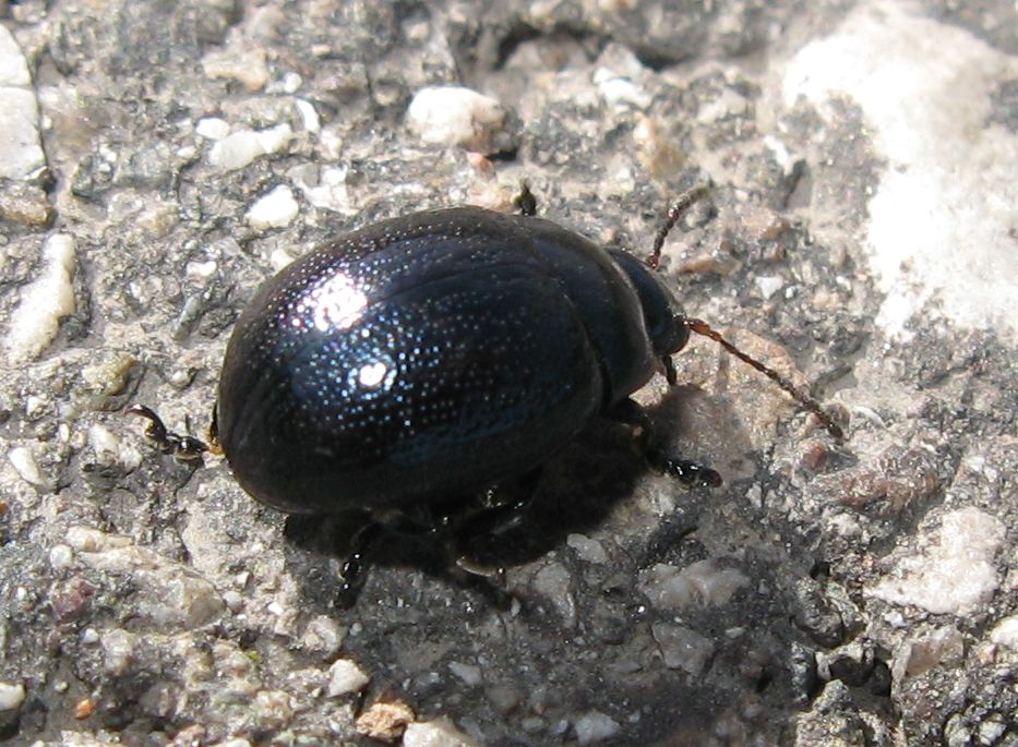 Chrysolina dal Trentino (1)