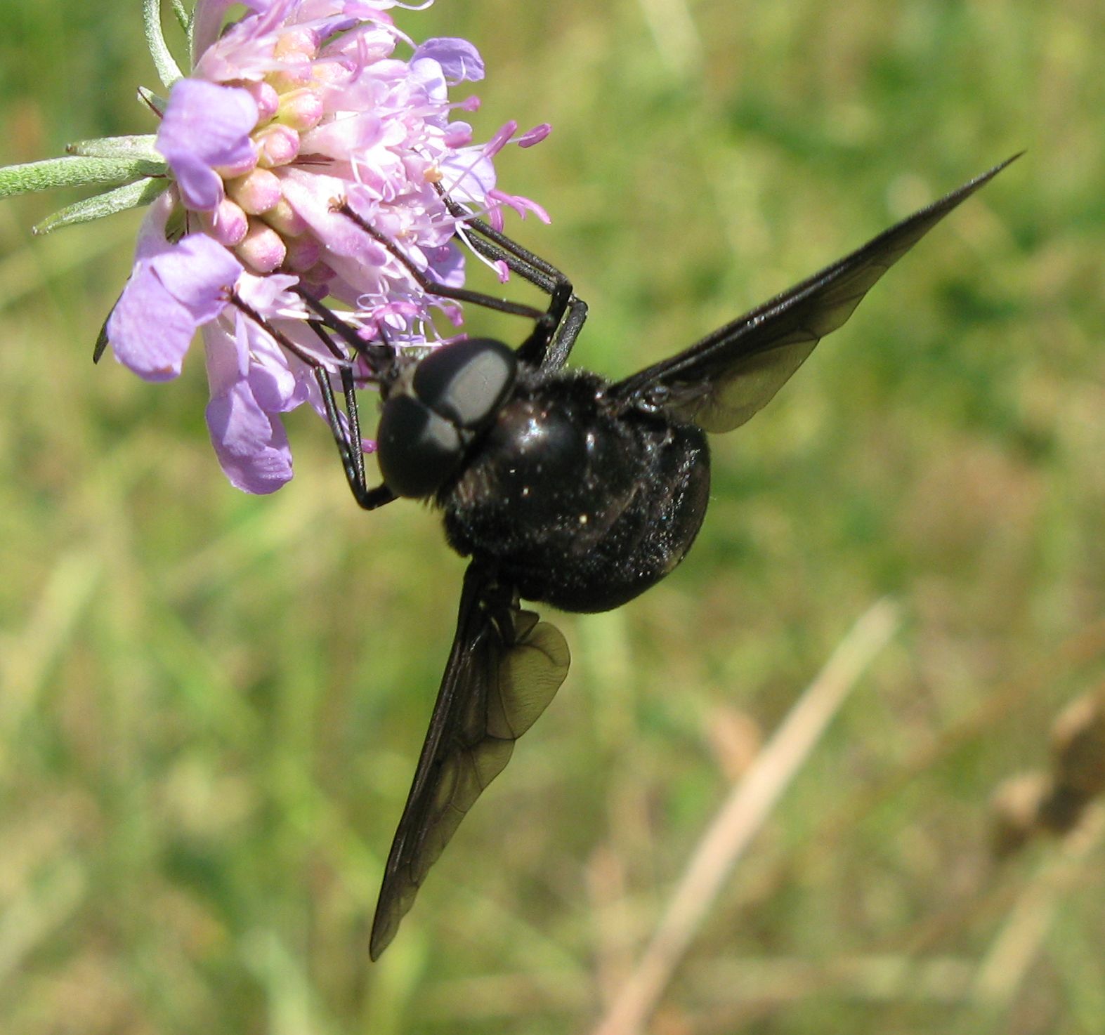 Tabanidae:  Pangonius (Melanopagonius) sp., maschio