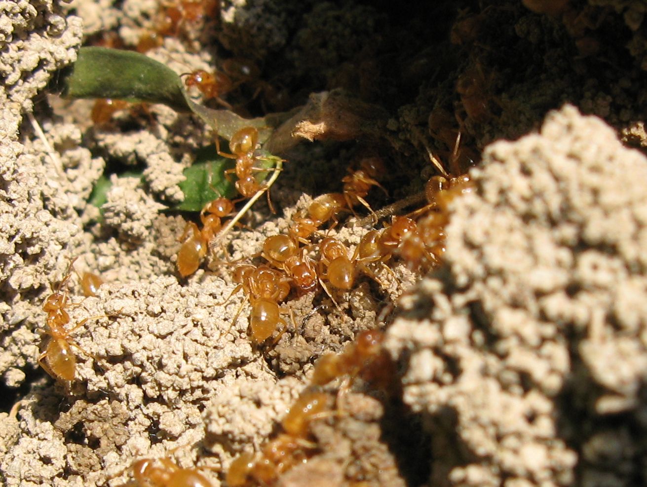 Formicidae: Lasius (Chthonolasius) sp. (gruppo umbratus)