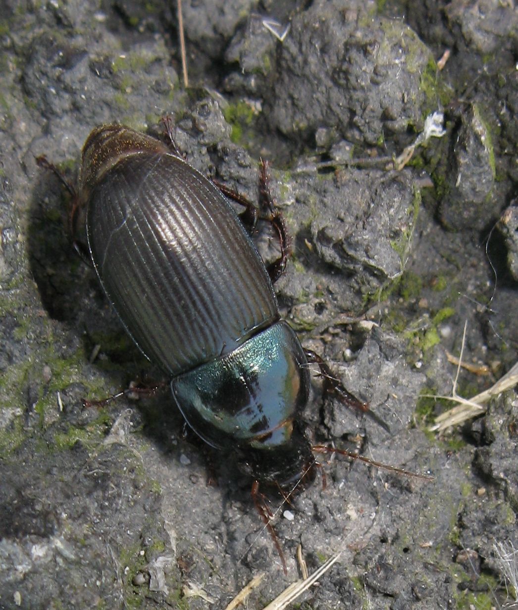 Harpalus dimidiatus - Carabidae