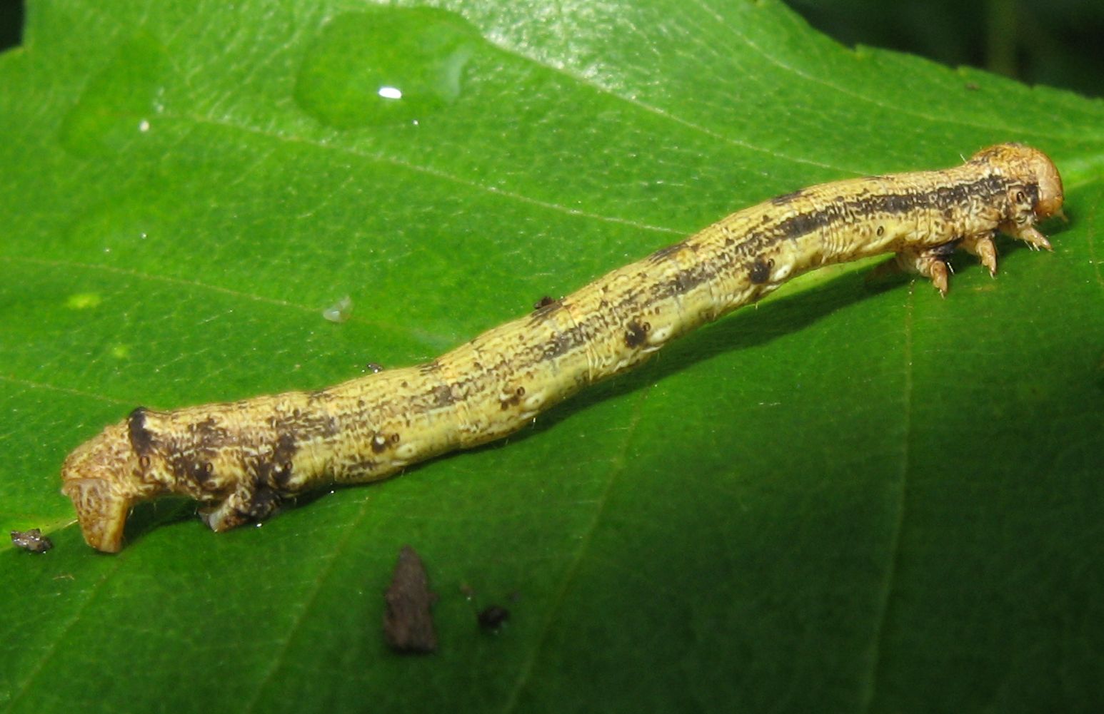 Quale Geometridae? - Agriopis cfr. marginaria