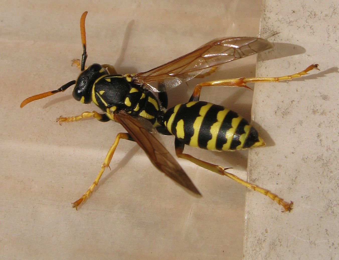 Polistes