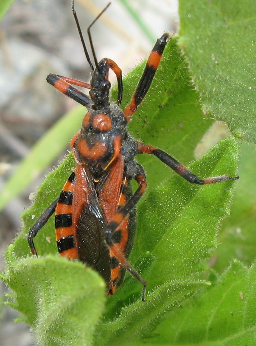 Rhynocoris iracundus o rubricus?