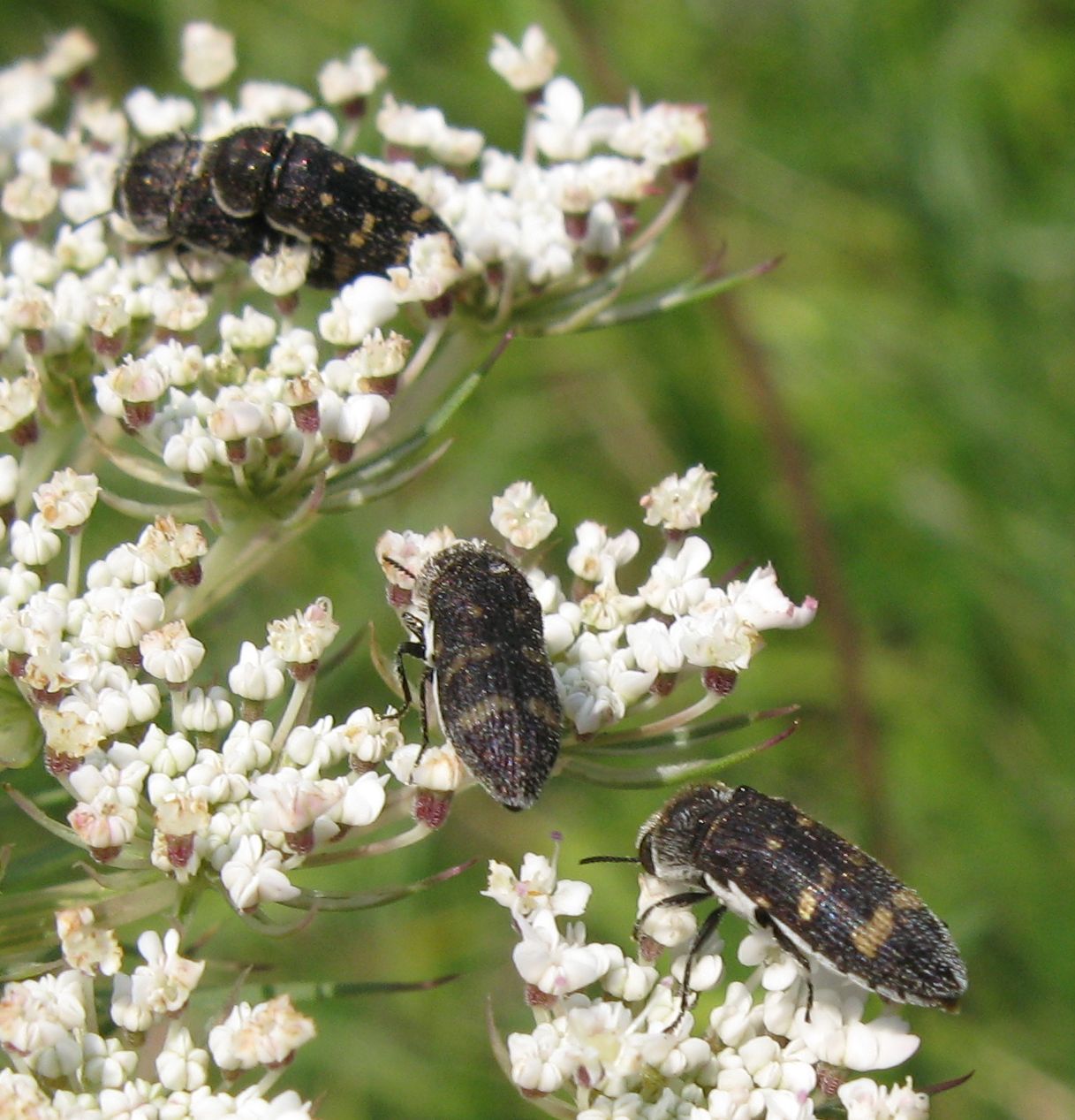 Acmaeoderella flavofasciata