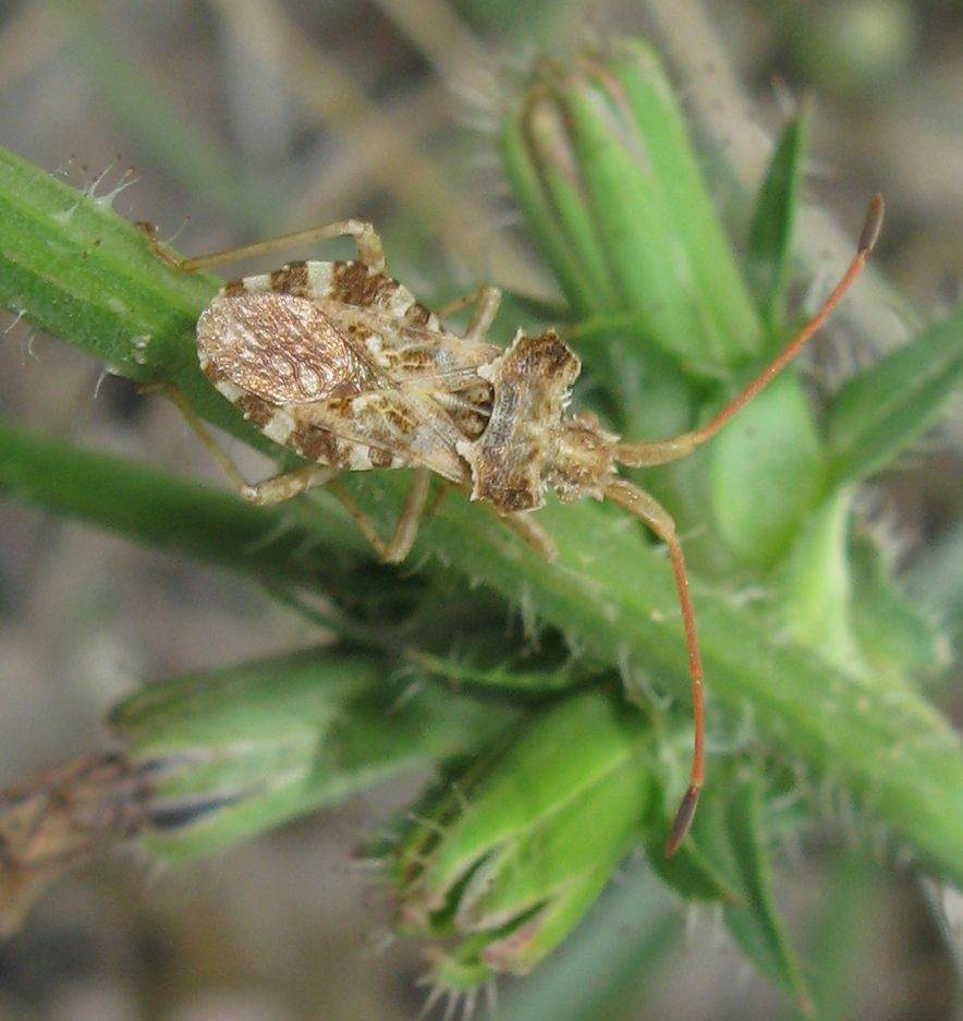 Centrocoris spiniger ? Probabilmente s