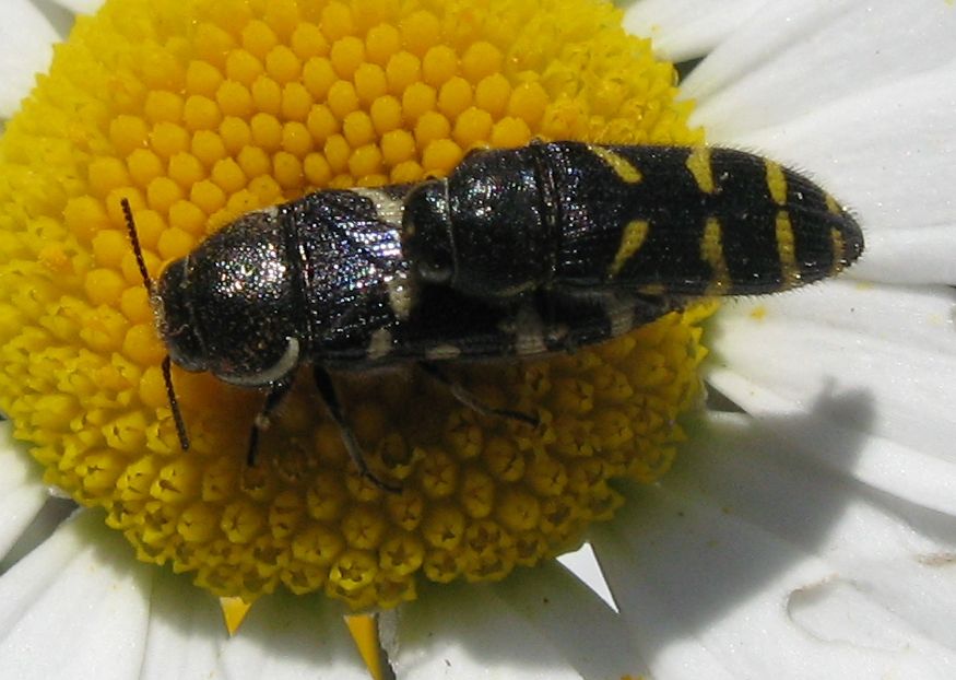 Acmaeodera quadrifasciata quadrifasciata (Buprestidae)