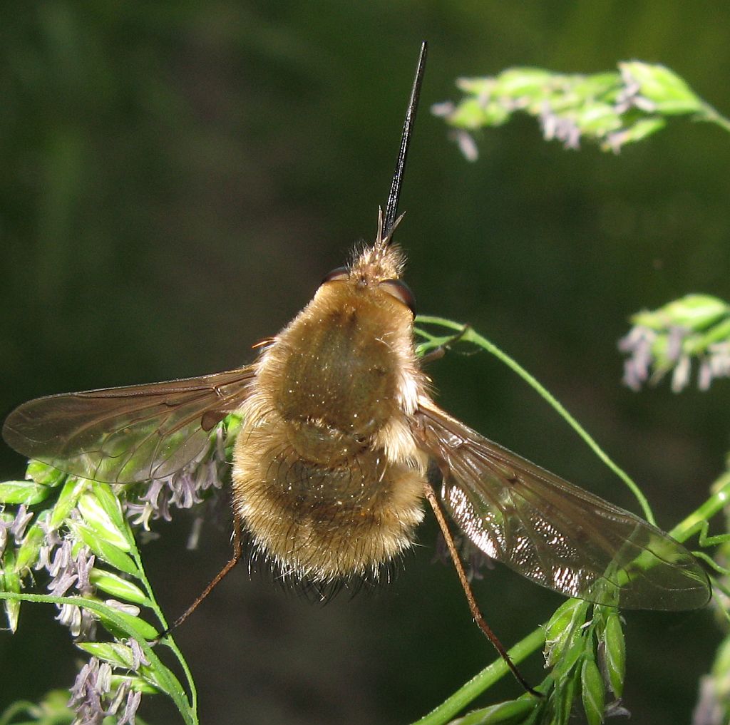 Bombylius sp (Bombiliidae)