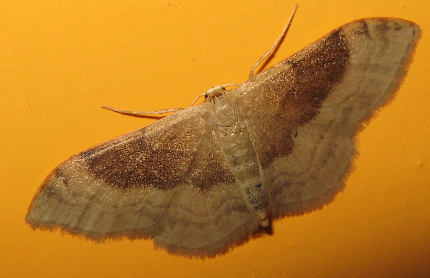 Idaea degeneraria, Geometridae