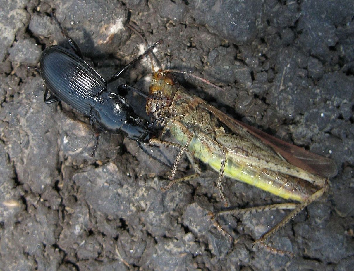 Carabidae con preda - Pterostichus melas italicus