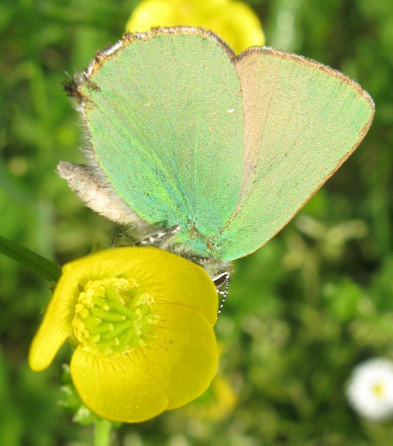 Callophrys rubi ? - Si