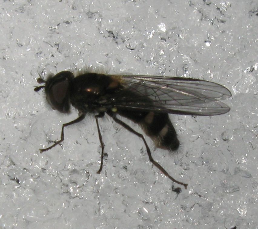 Melangyna cf. quadrimaculata (Syrphidae)