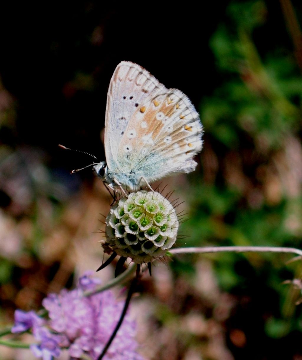 lycaenidae da identificare