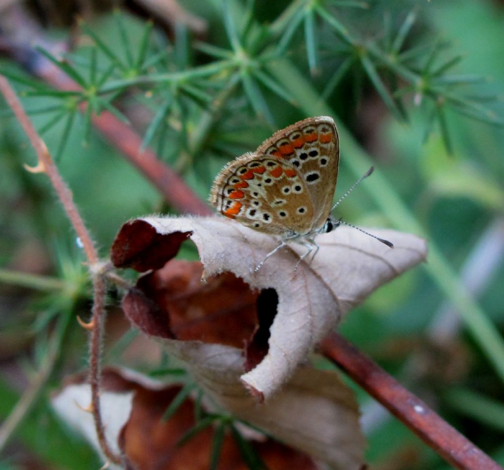 lycaenidae da identificare