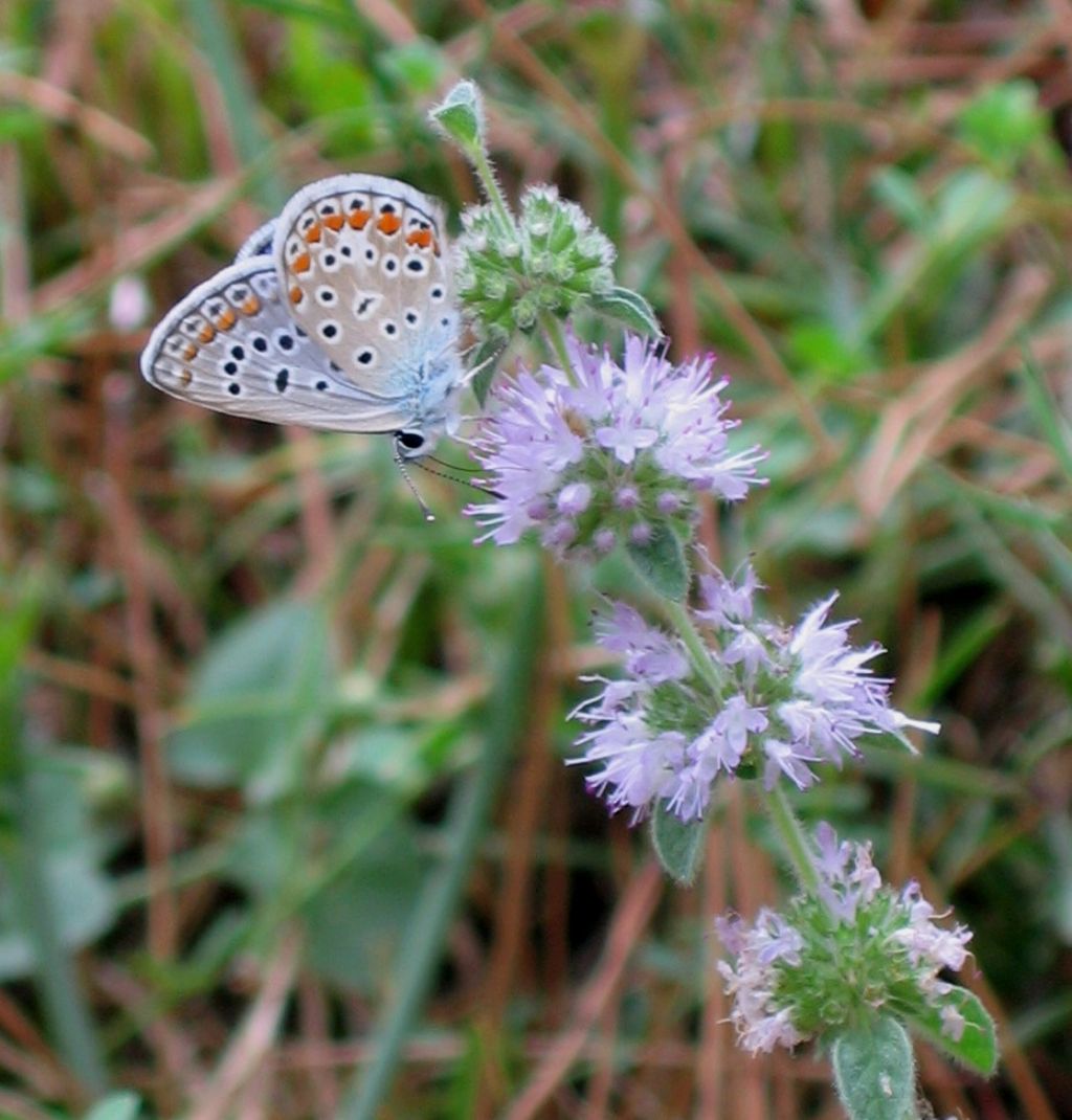 lycaenidae da identificare