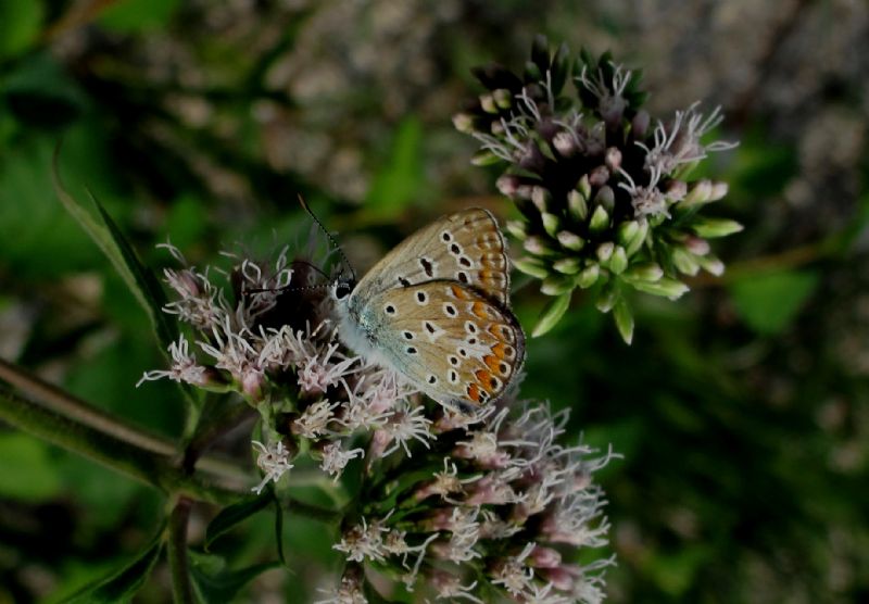 Lycaenidae da identificare - Polyommatus icarus