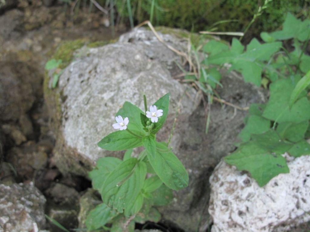 Epiloium  cfr. parviflorum