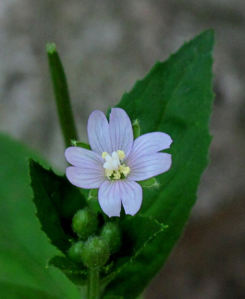 Epiloium  cfr. parviflorum