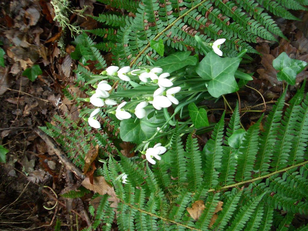 fiori bianchi bosco laziale: Galanthus nivalis (Asparagales - Amaryllidaceae)