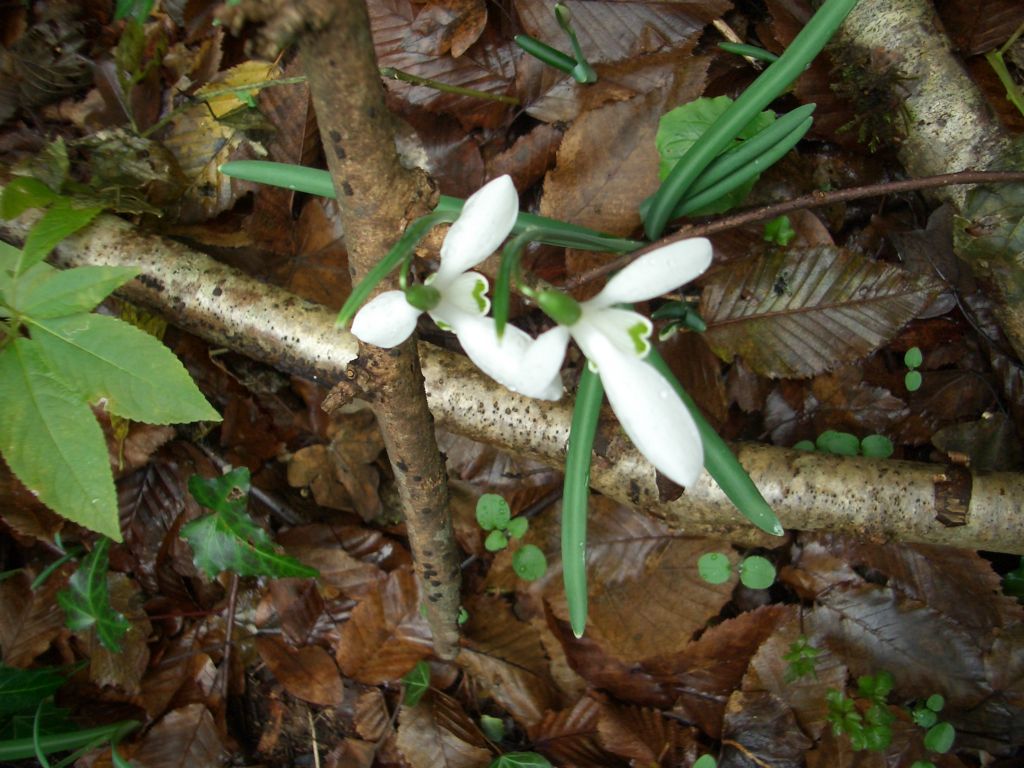 fiori bianchi bosco laziale: Galanthus nivalis (Asparagales - Amaryllidaceae)